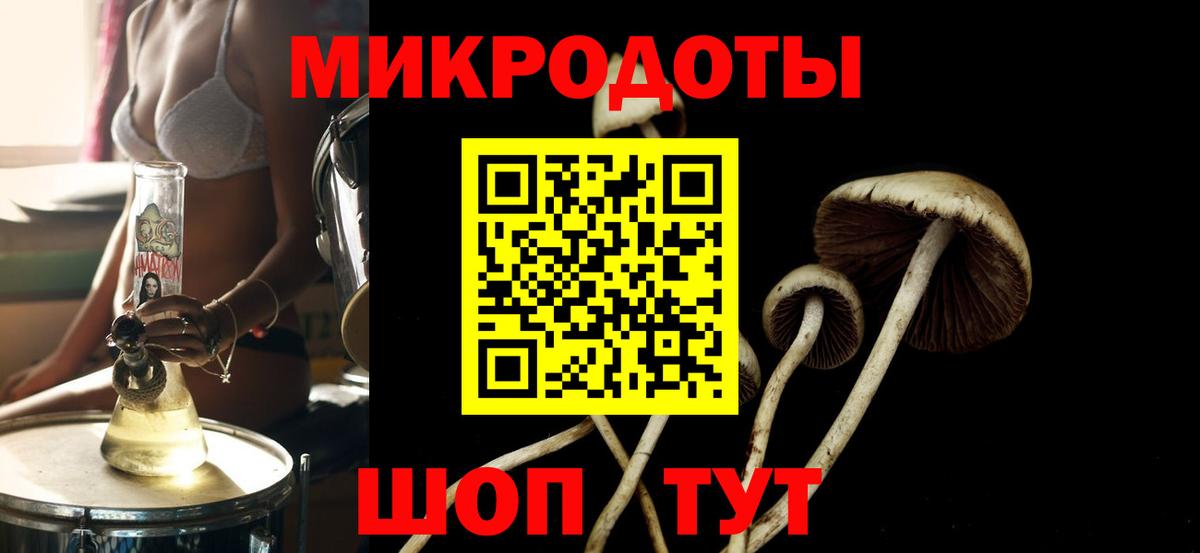 Галлюциногенные грибы Psilocybe Лениногорск